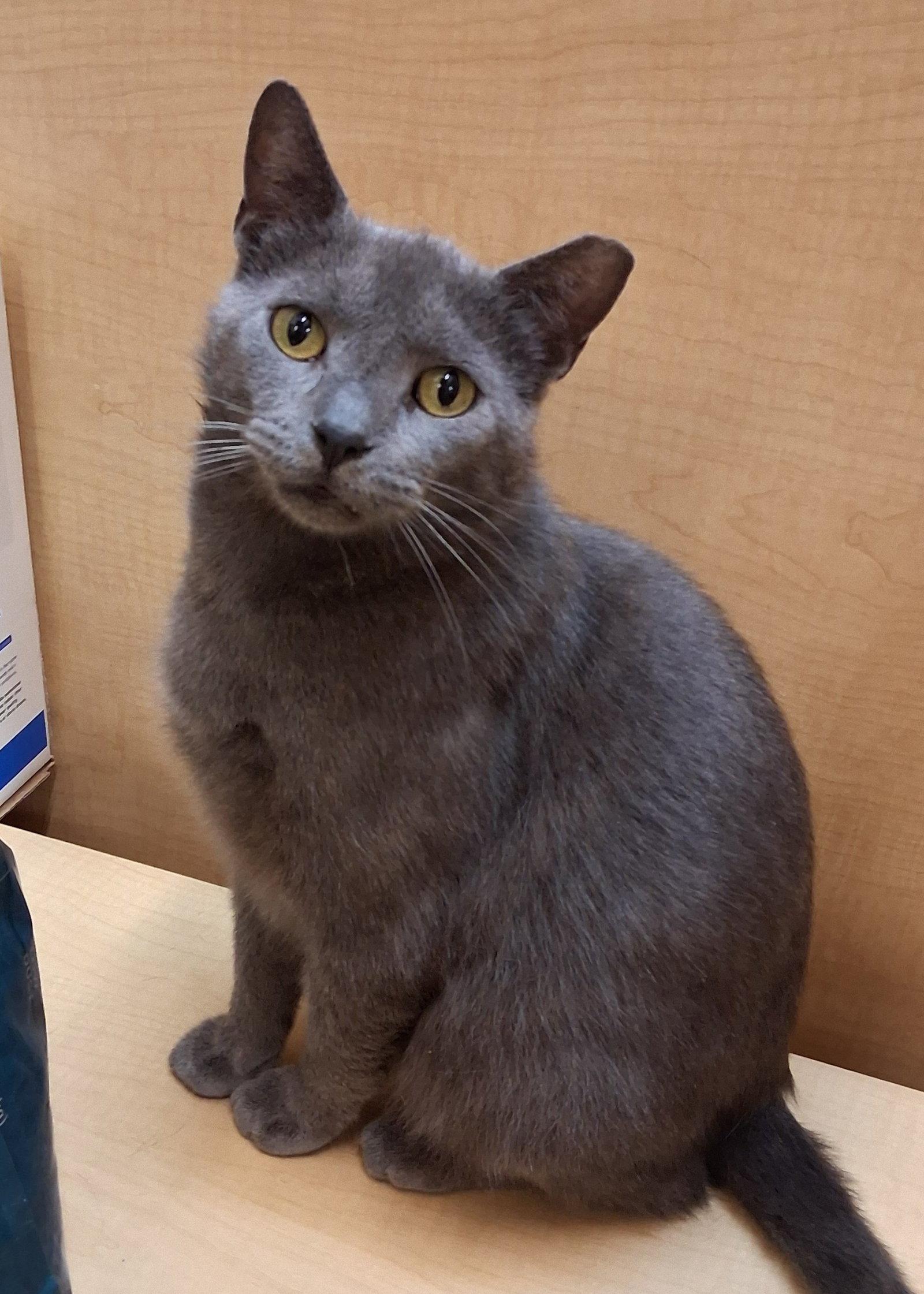 Enlarge Thumbtack @ Medina Petsmart (video!), a Adopted mixed breed in Cuyahoga Falls, OH image 2/3
