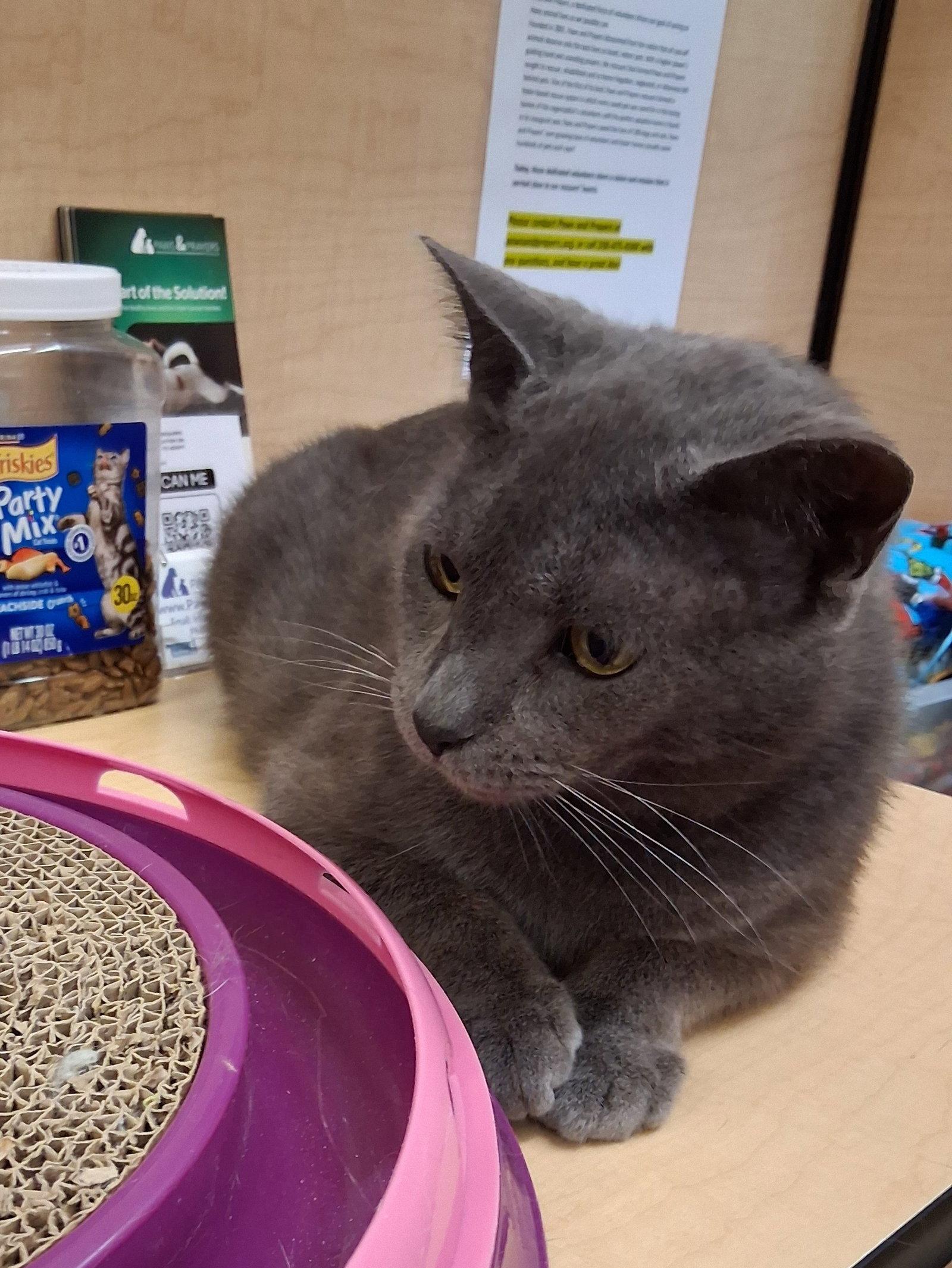 Enlarge Thumbtack @ Medina Petsmart (video!), a Adopted mixed breed in Cuyahoga Falls, OH image 3/3