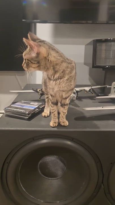 Enlarge Maple, a Adoptable mixed breed in North Kingstown, RI video 6/6