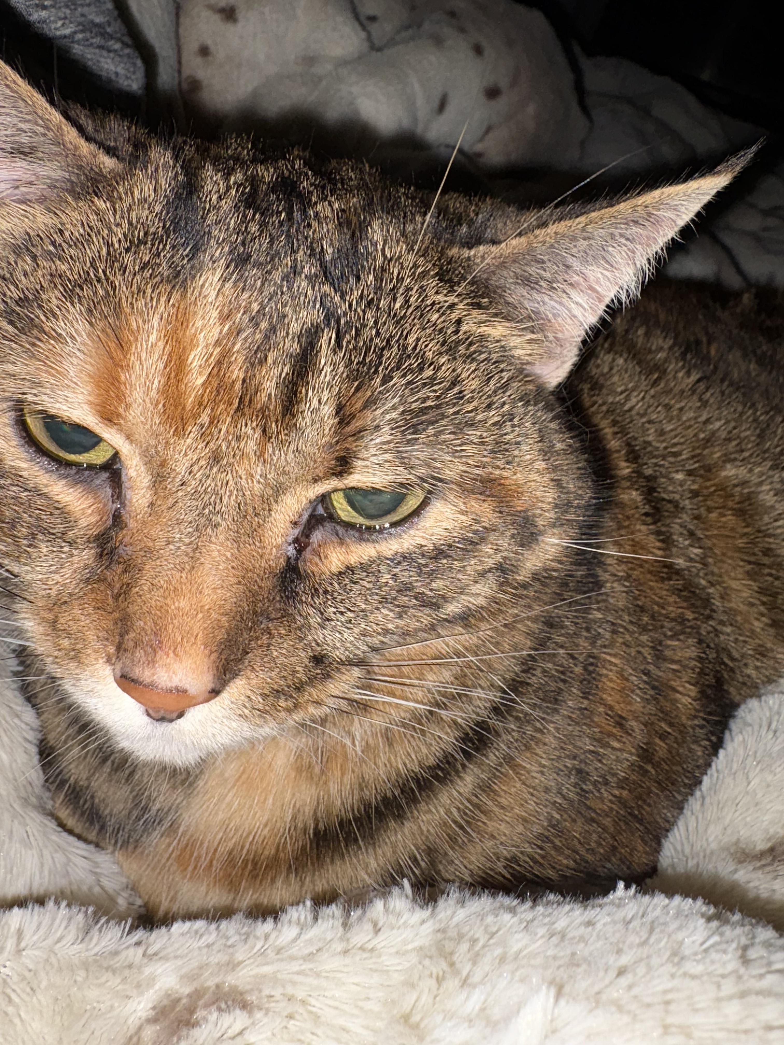 Mimi, a Adoptable Domestic Short Hair in lititz, PA image 3/3