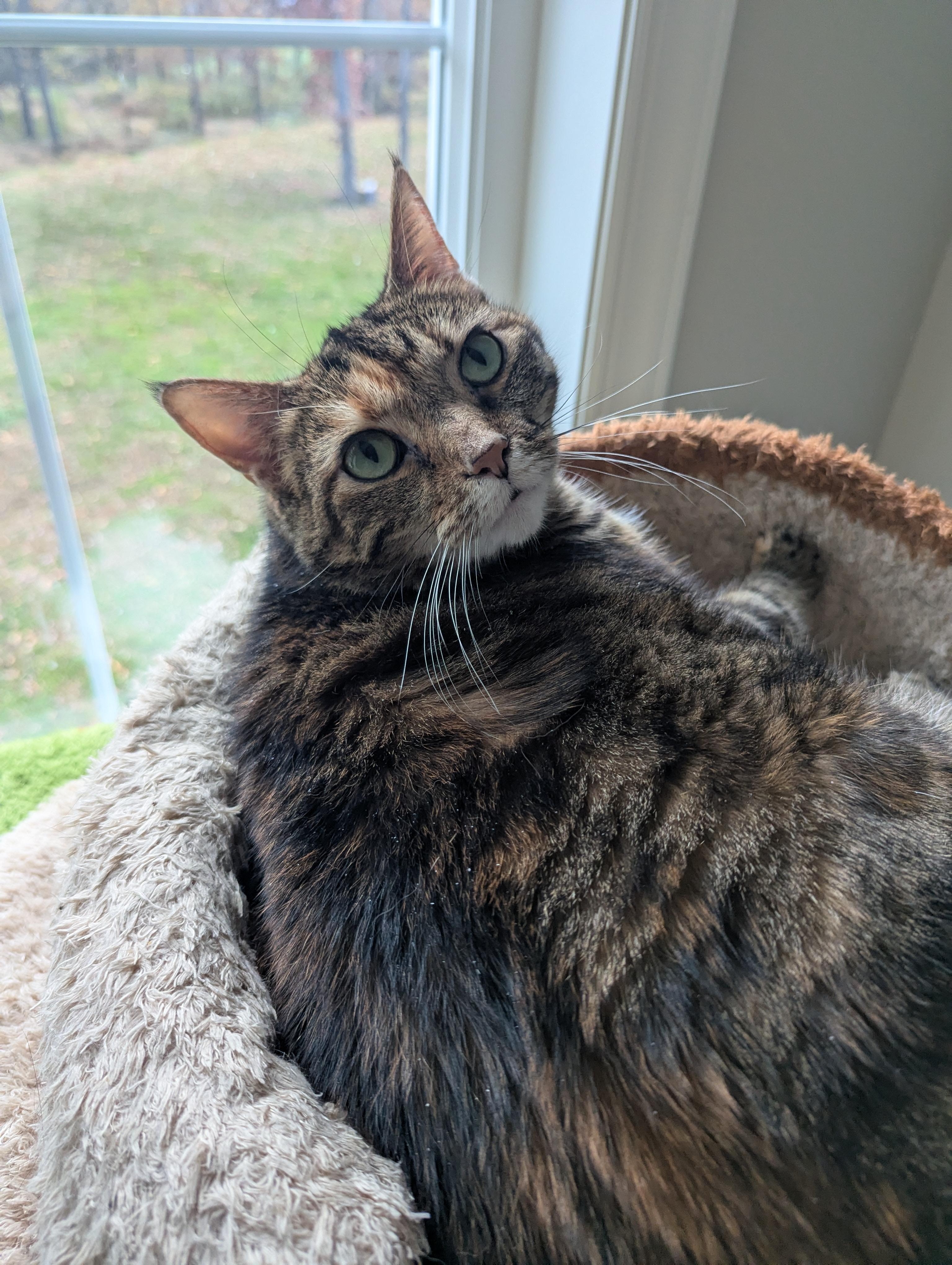 Mimi, Adoptable, Adult Female Domestic Short Hair.