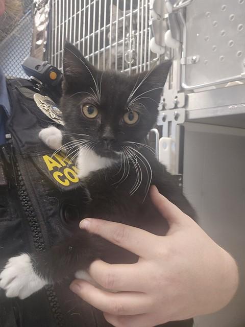 INK, Adoptable, Kitten Male Domestic Short Hair.