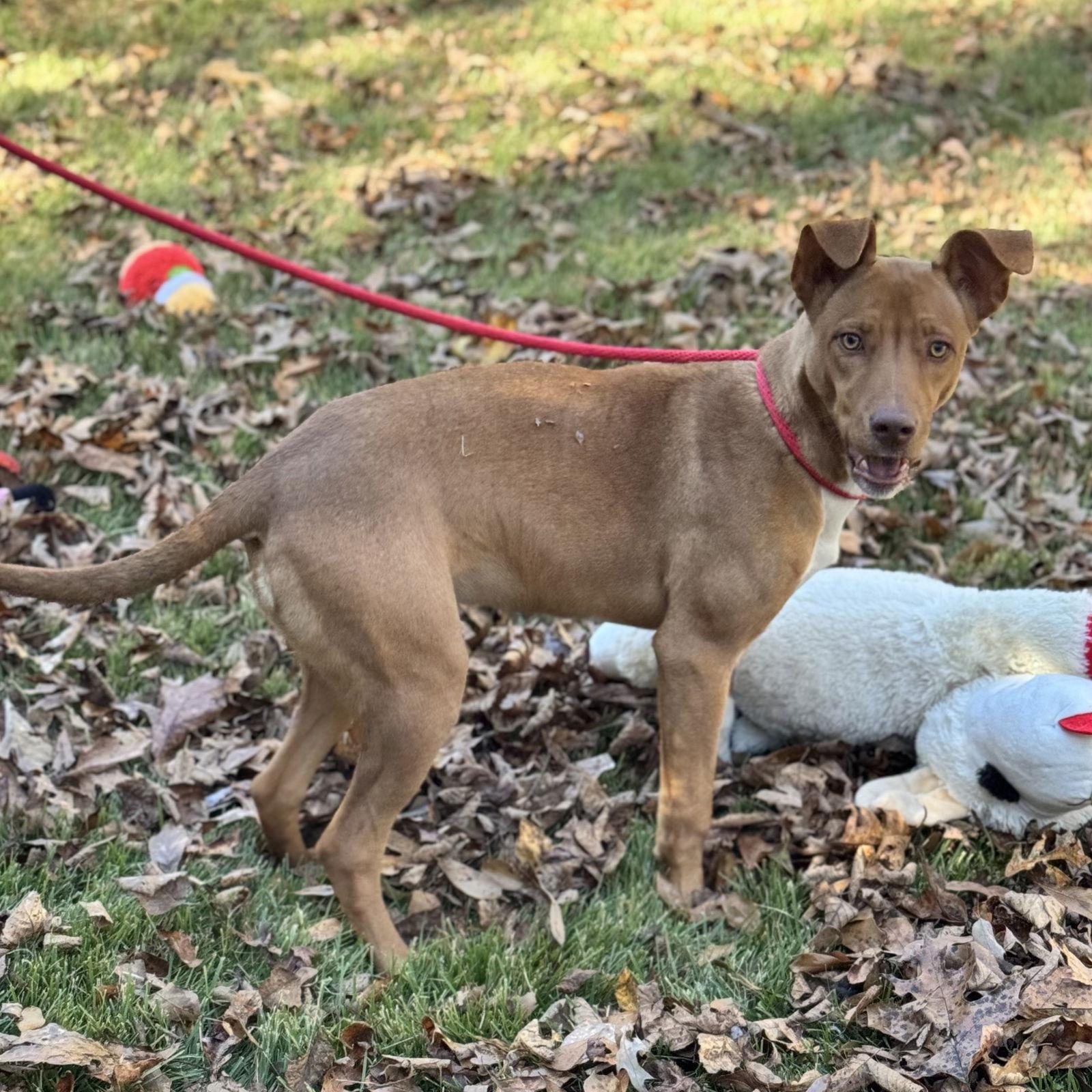 BLAKELY, Adoptable, Young Female Vizsla.