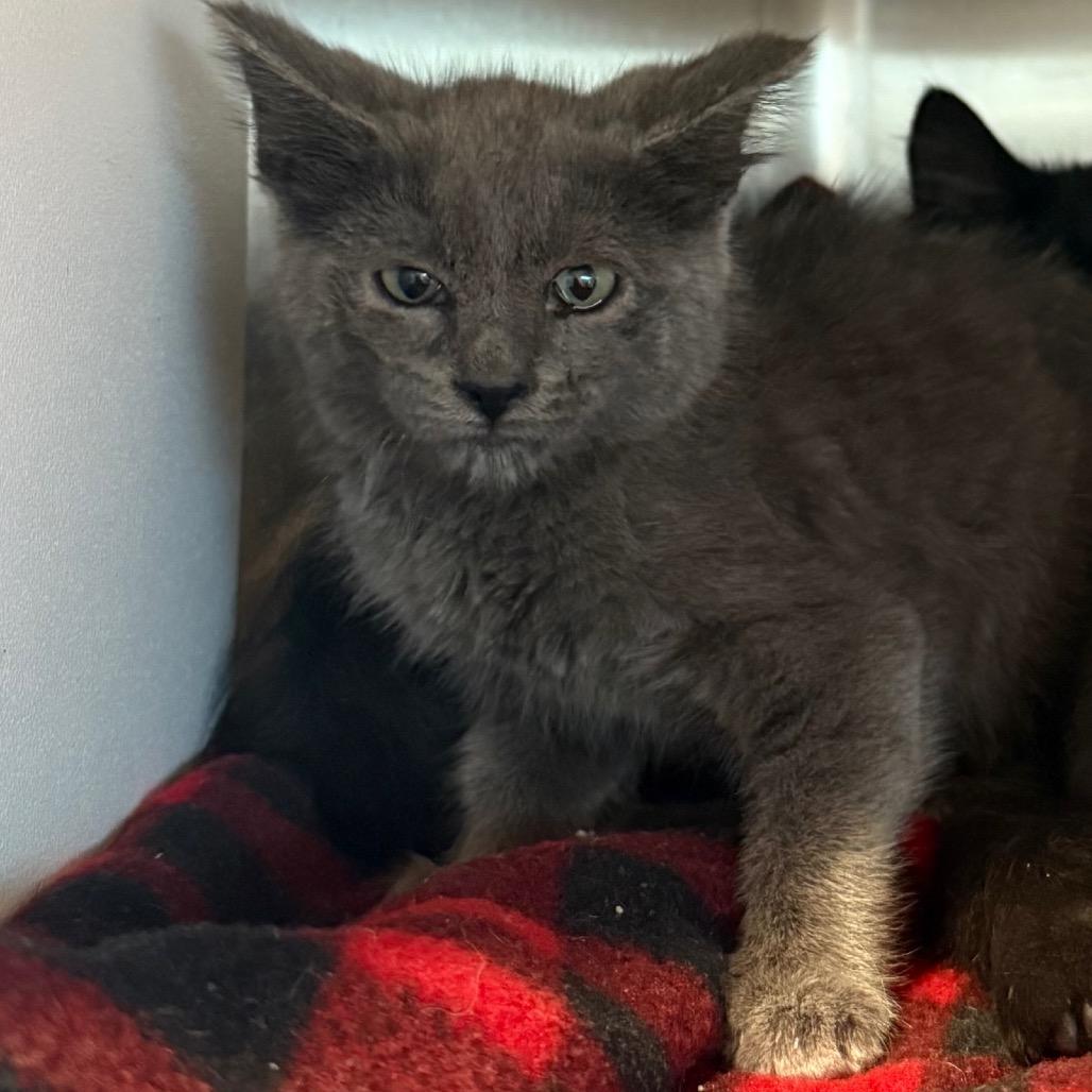 Baby Ruth, Adoptable, Kitten Female Domestic Short Hair.