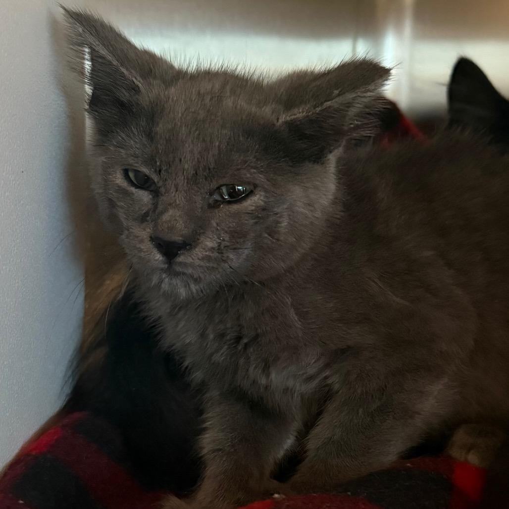 Enlarge Baby Ruth, a Adoptable Domestic Short Hair in Cedaredge, CO image 2/4