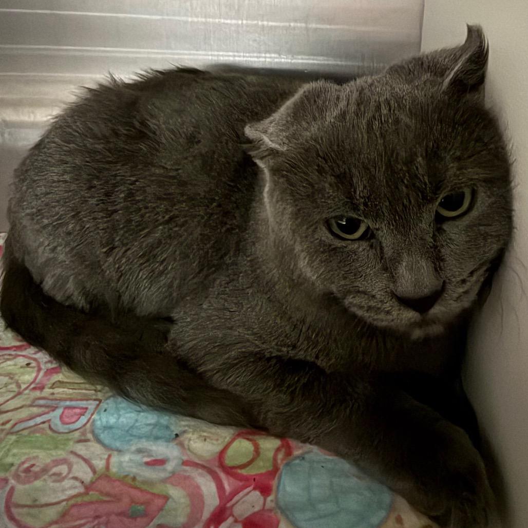 Enlarge Baby Ruth, a Adoptable Domestic Short Hair in Cedaredge, CO image 4/4