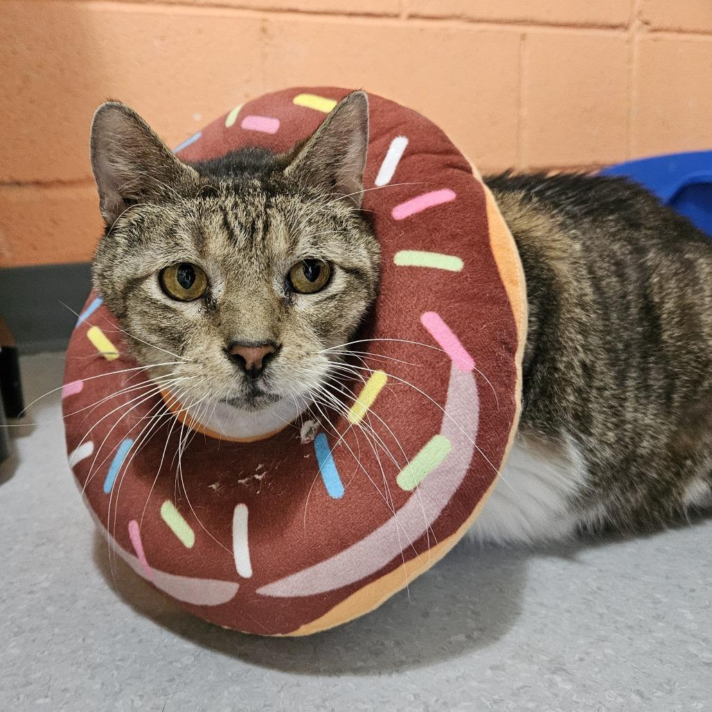 Hubert, Adoptable, Adult Male Domestic Short Hair.