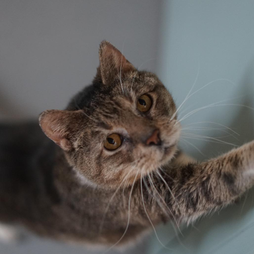 Hubert, Adoptable, Adult Male Domestic Short Hair.