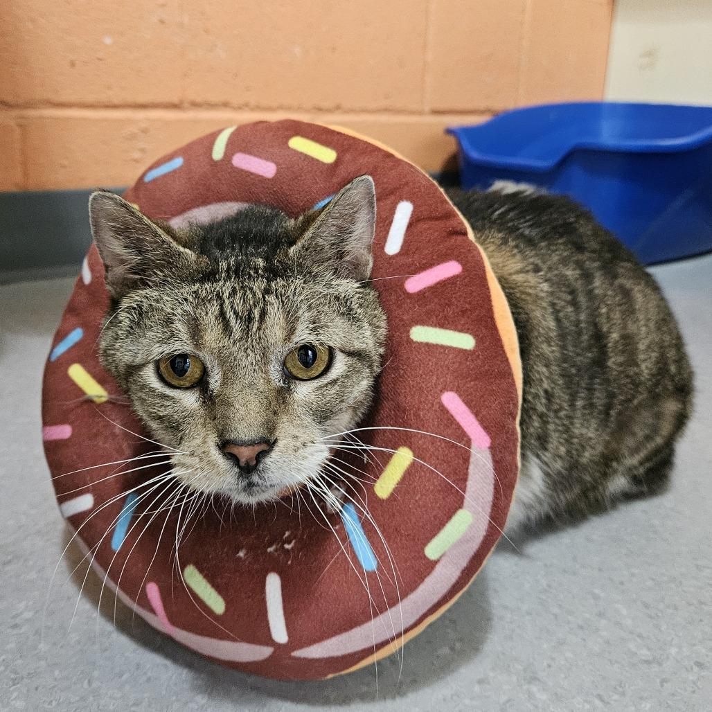 Enlarge Hubert, a Adoptable Domestic Short Hair in Lakewood, CO image 2/4