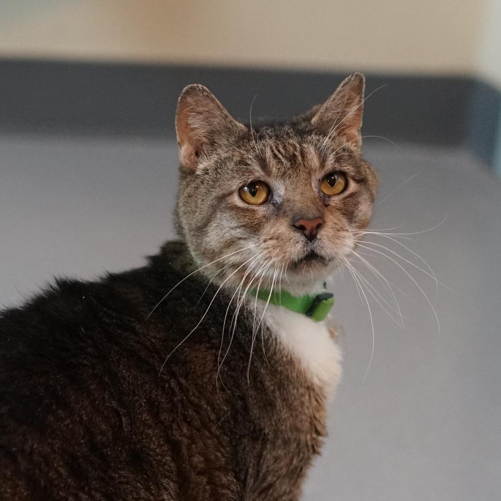 Enlarge Hubert, a Adoptable Domestic Short Hair in Lakewood, CO image 3/4