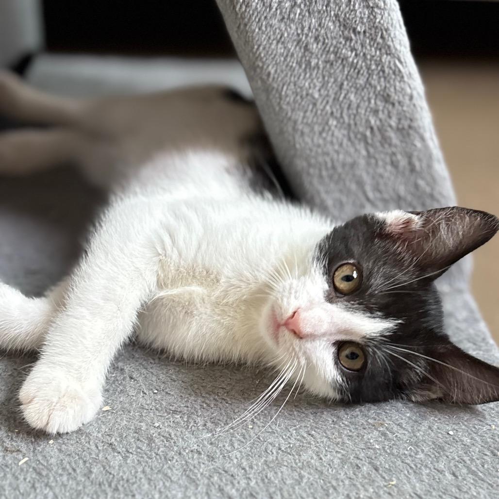 Enlarge Gizmo, a Adoptable Domestic Short Hair in San Pablo, CA image 1/2