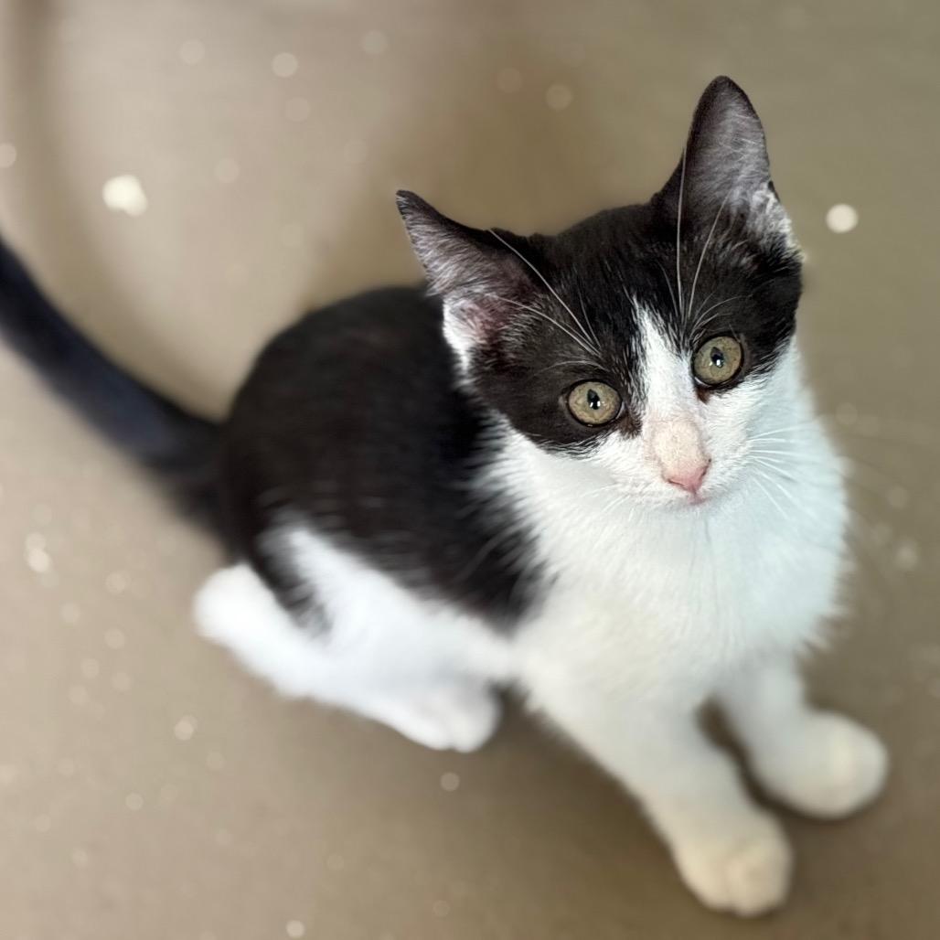 Enlarge Gizmo, a Adoptable Domestic Short Hair in San Pablo, CA image 2/2