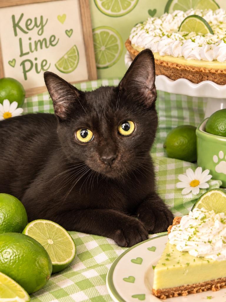 Enlarge Key Lime Pie, a Adoptable mixed breed in Detroit, MI image 1/1