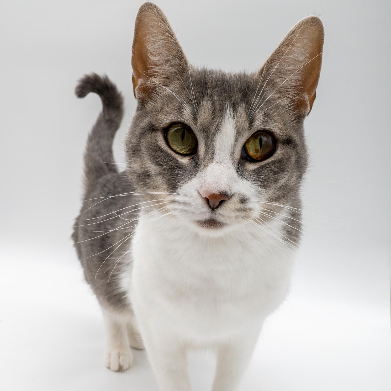 Enlarge Seven , a Adoptable Domestic Short Hair in Portland, OR image 1/6