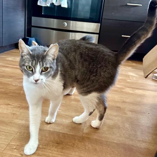 Enlarge Seven , a Adoptable Domestic Short Hair in Portland, OR image 3/6