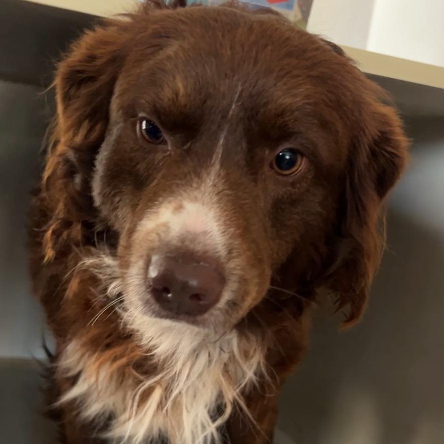 Finn, Adoptable, Adult Male Australian Shepherd.