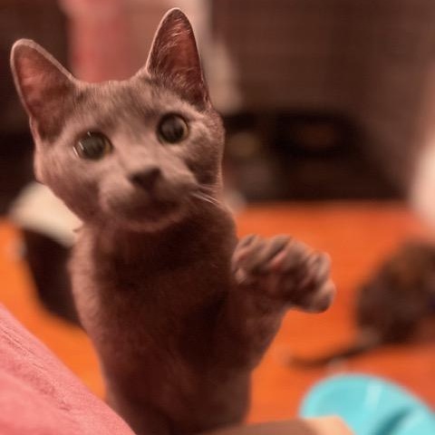 Toby, a Adoptable Domestic Short Hair in Norfolk, VA image 2/6