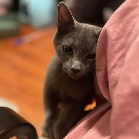 Toby, Adoptable, Young Male Domestic Short Hair.