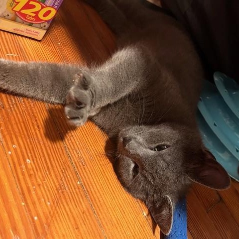 Toby, a Adoptable Domestic Short Hair in Norfolk, VA image 3/6