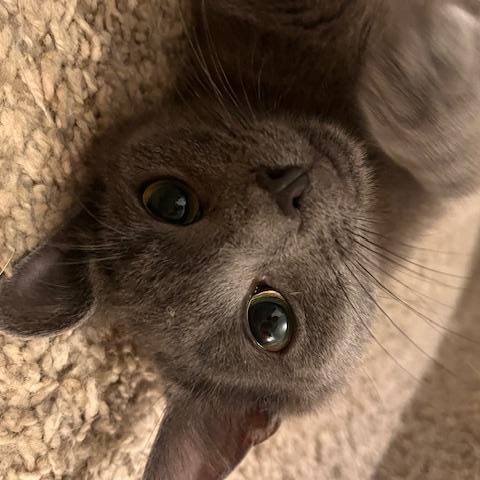 Toby, a Adoptable Domestic Short Hair in Norfolk, VA image 4/6