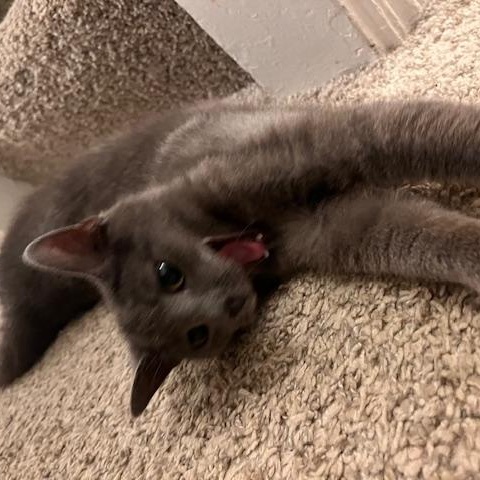 Toby, a Adoptable Domestic Short Hair in Norfolk, VA image 5/6