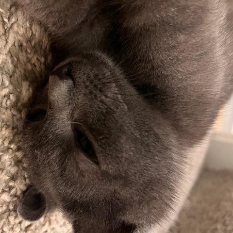 Toby, a Adoptable Domestic Short Hair in Norfolk, VA image 6/6