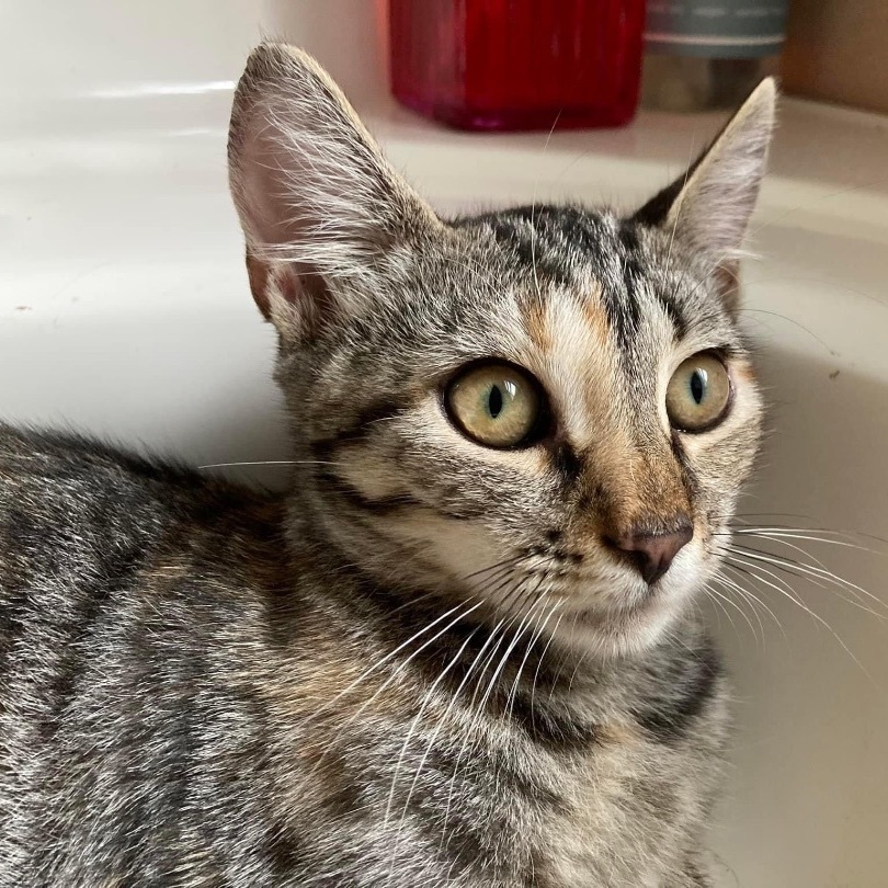Jaclyn, Adoptable, Kitten Female Domestic Short Hair & Tabby.