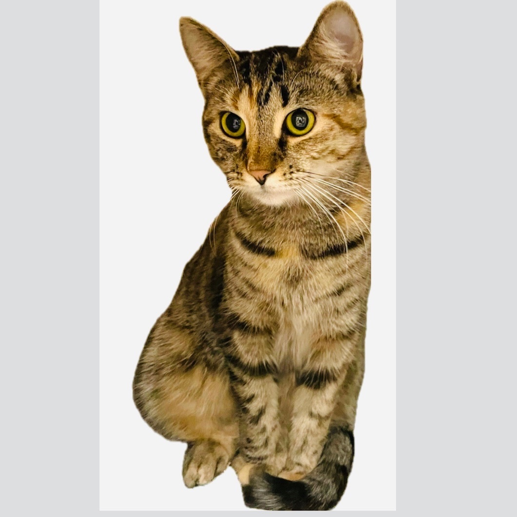 Jaclyn, a Adoptable mixed breed in Pittstown, NJ image 2/12