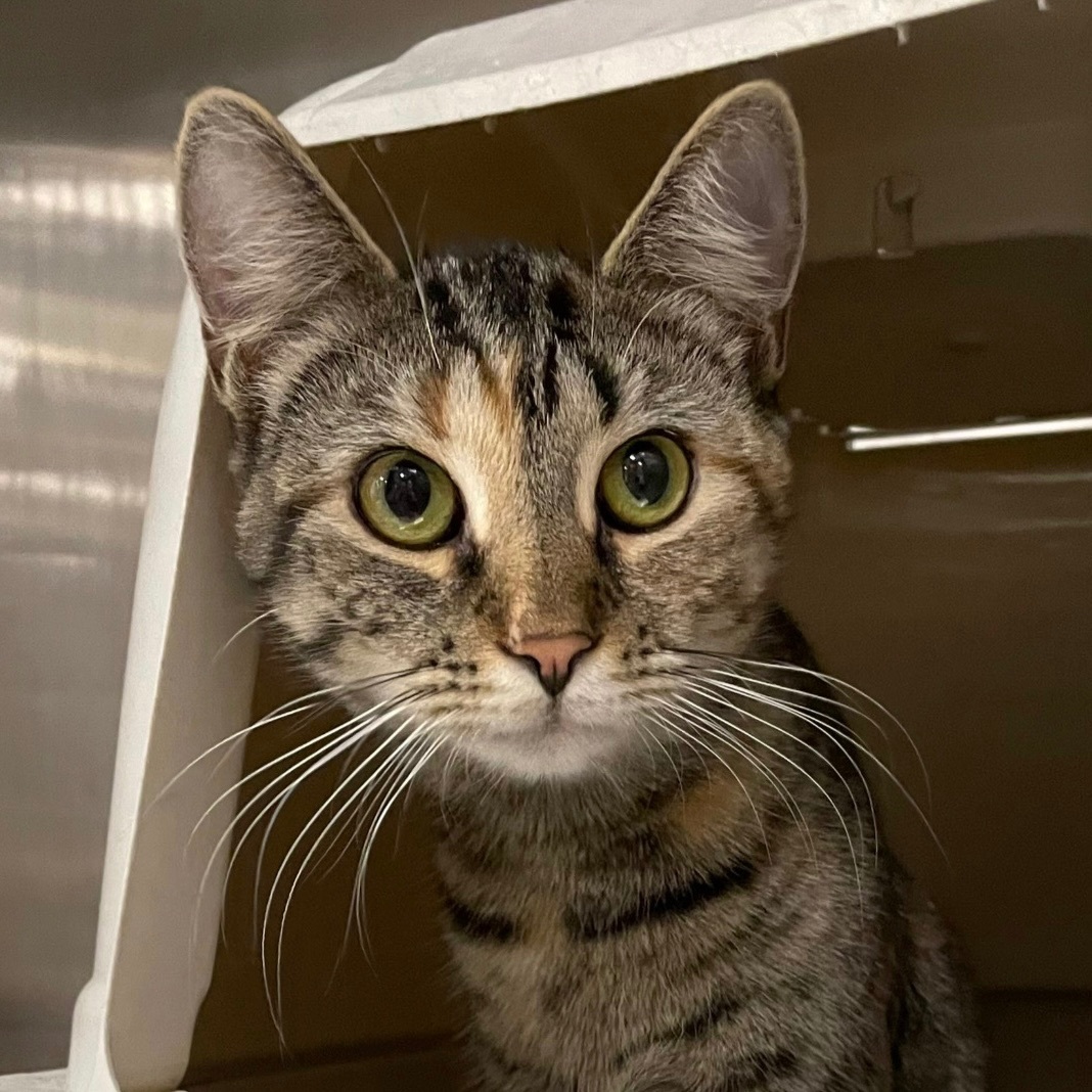 Jaclyn, Adoptable, Kitten Female Domestic Short Hair & Tabby.