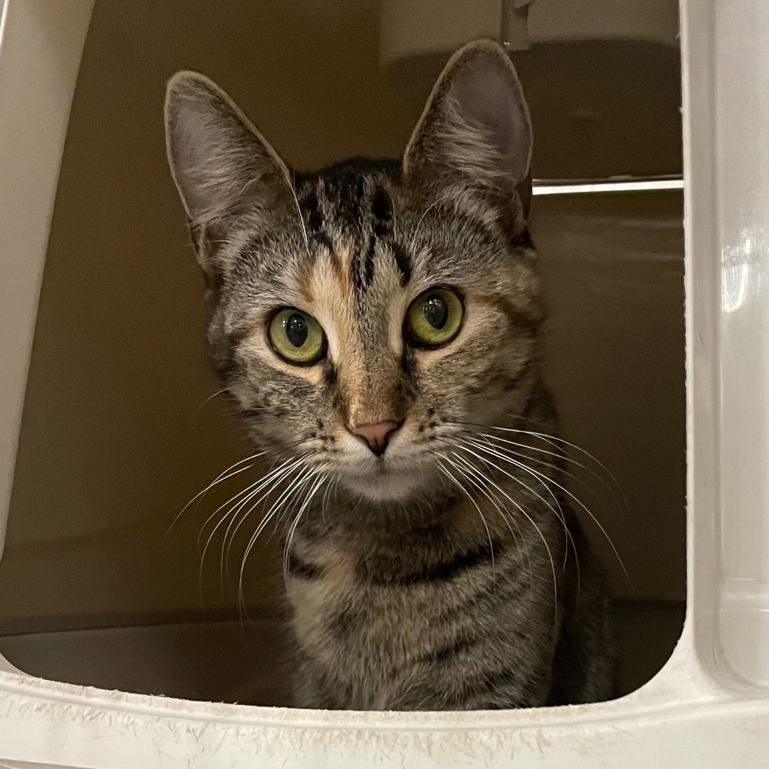 Jaclyn, a Adoptable mixed breed in Pittstown, NJ image 6/12