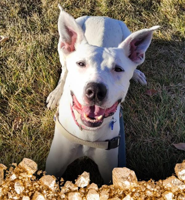 Osa, Adoptable, Adult Female Great Pyrenees & Pit Bull Terrier.