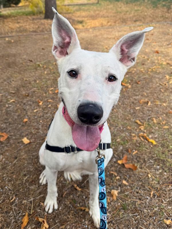 Enlarge Osa, a Adoptable mixed breed in Golden, CO image 1/5