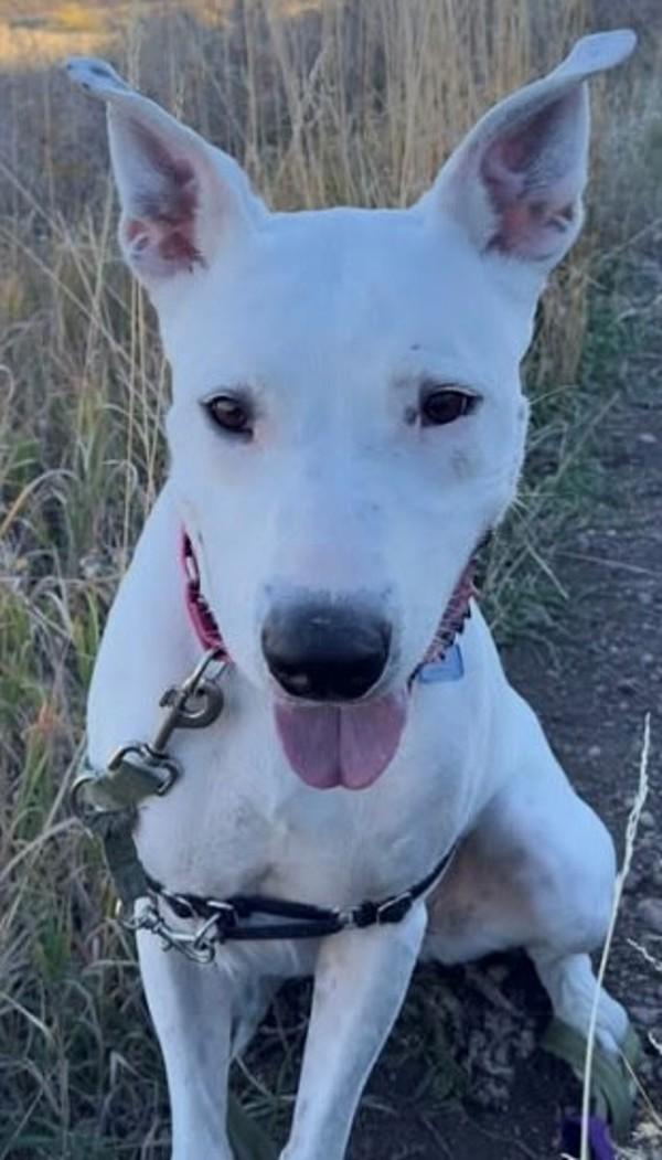 Osa, a Adoptable mixed breed in Golden, CO image 3/5