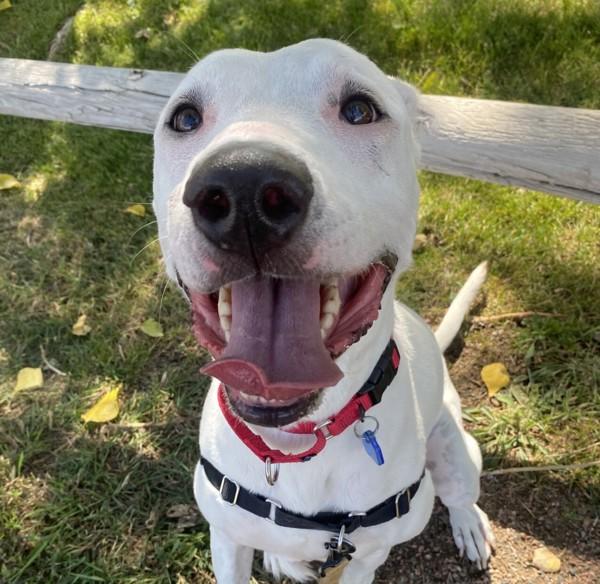 Enlarge Osa, a Adoptable mixed breed in Golden, CO image 2/5