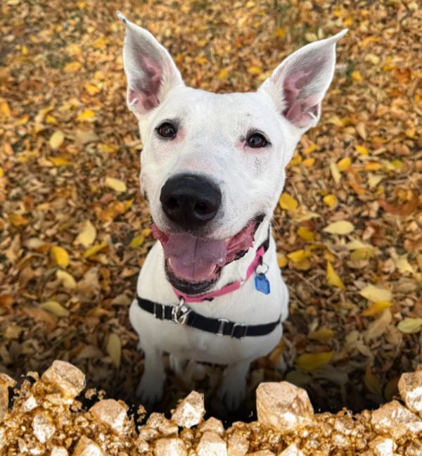 Enlarge Osa, a Adoptable mixed breed in Golden, CO image 4/5