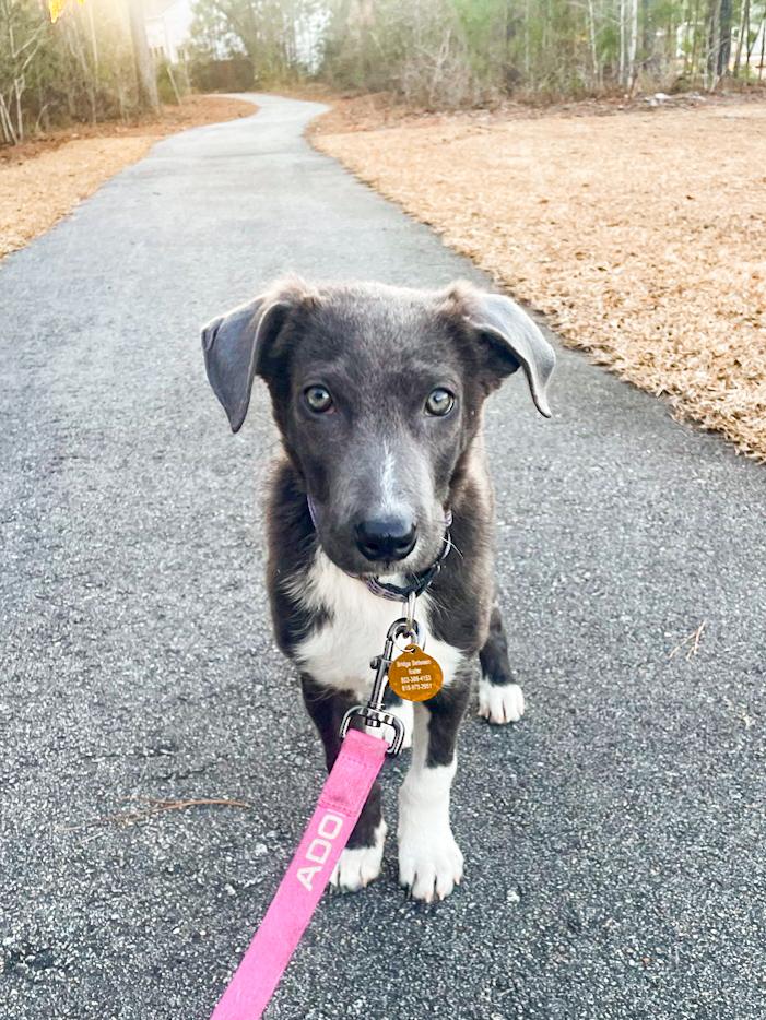 Sophia, adopted, Puppy Female Mixed Breed.