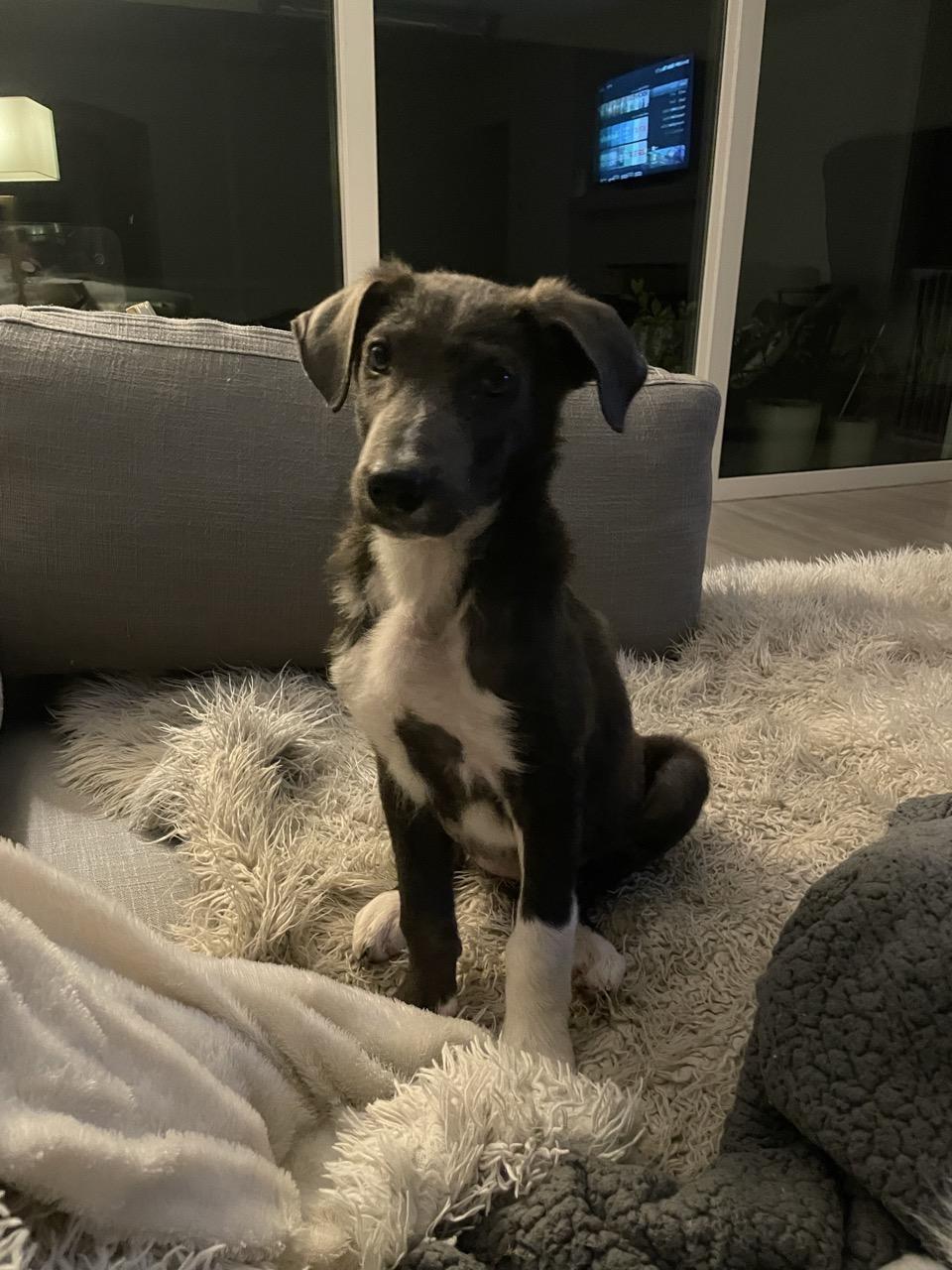 Enlarge Sophia, an adopted mixed breed in charleston, SC image 3/3