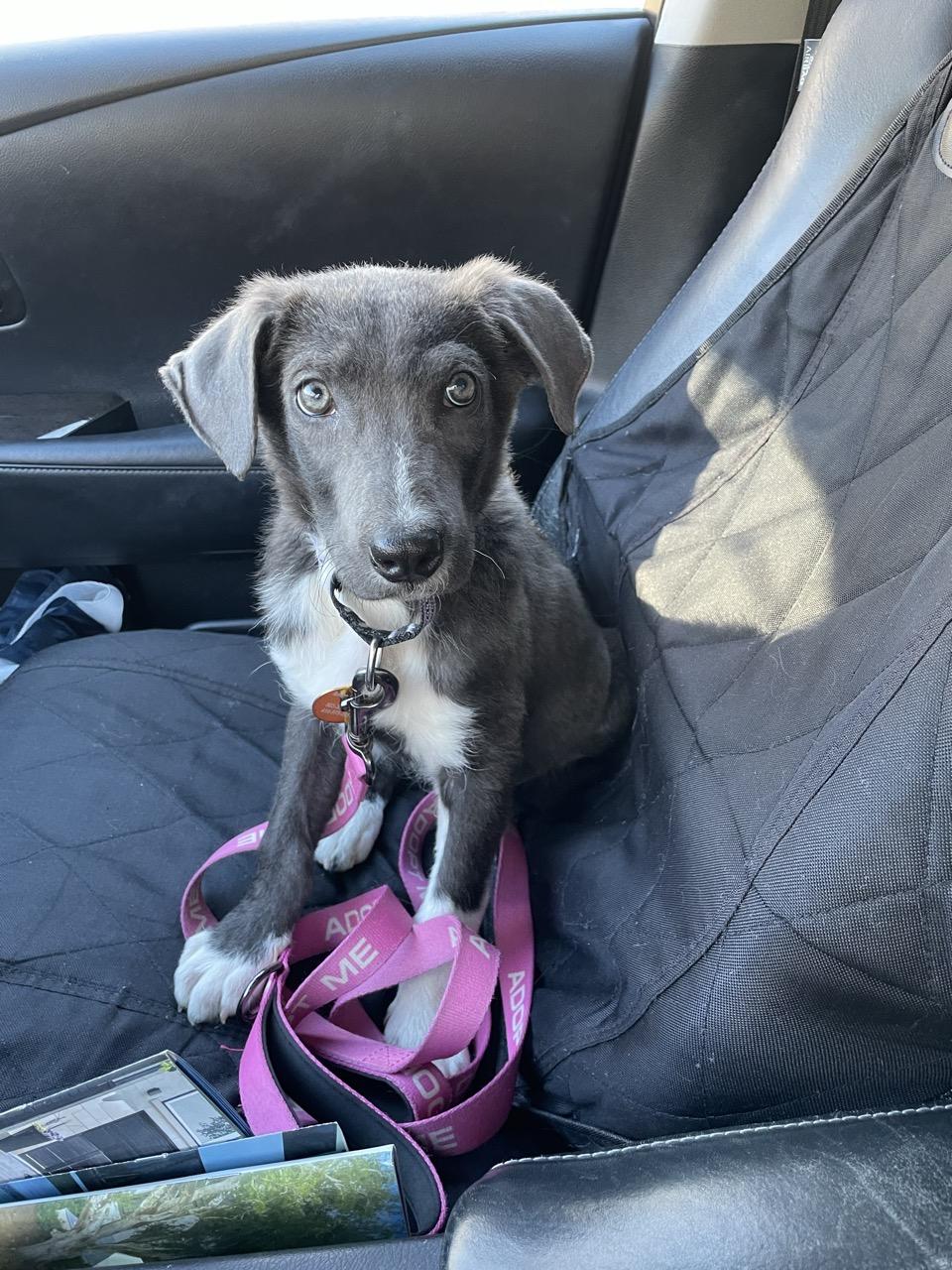 Enlarge Sophia, an adopted mixed breed in charleston, SC image 2/3