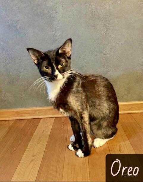 Enlarge Oreo, a ADOPTABLE mixed breed in Englewood, FL image 1/1