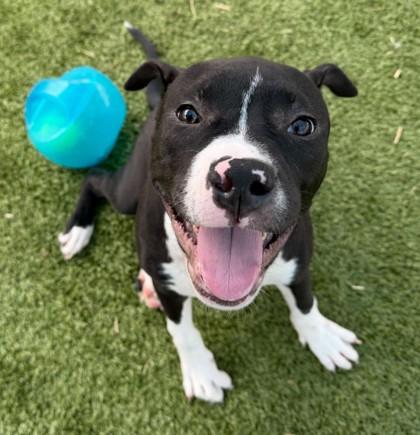 Inky — thumbnail 2