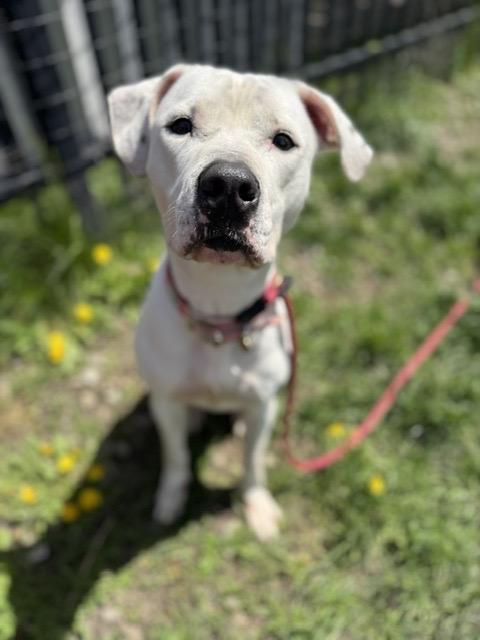 Queen, adoptable, Adult Female Pit Bull Terrier.