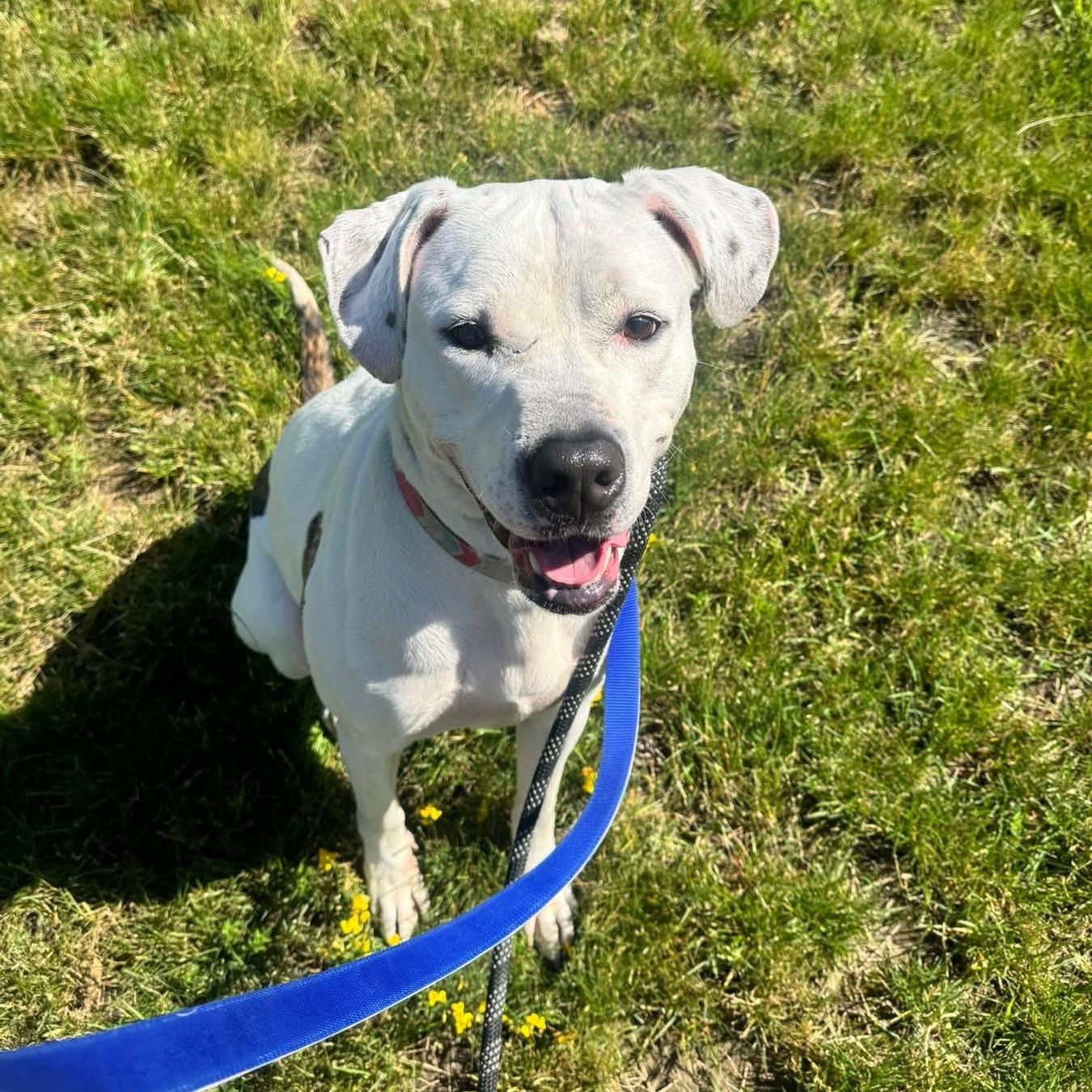 Enlarge Queen, an adoptable mixed breed in Buffalo, NY image 4/6