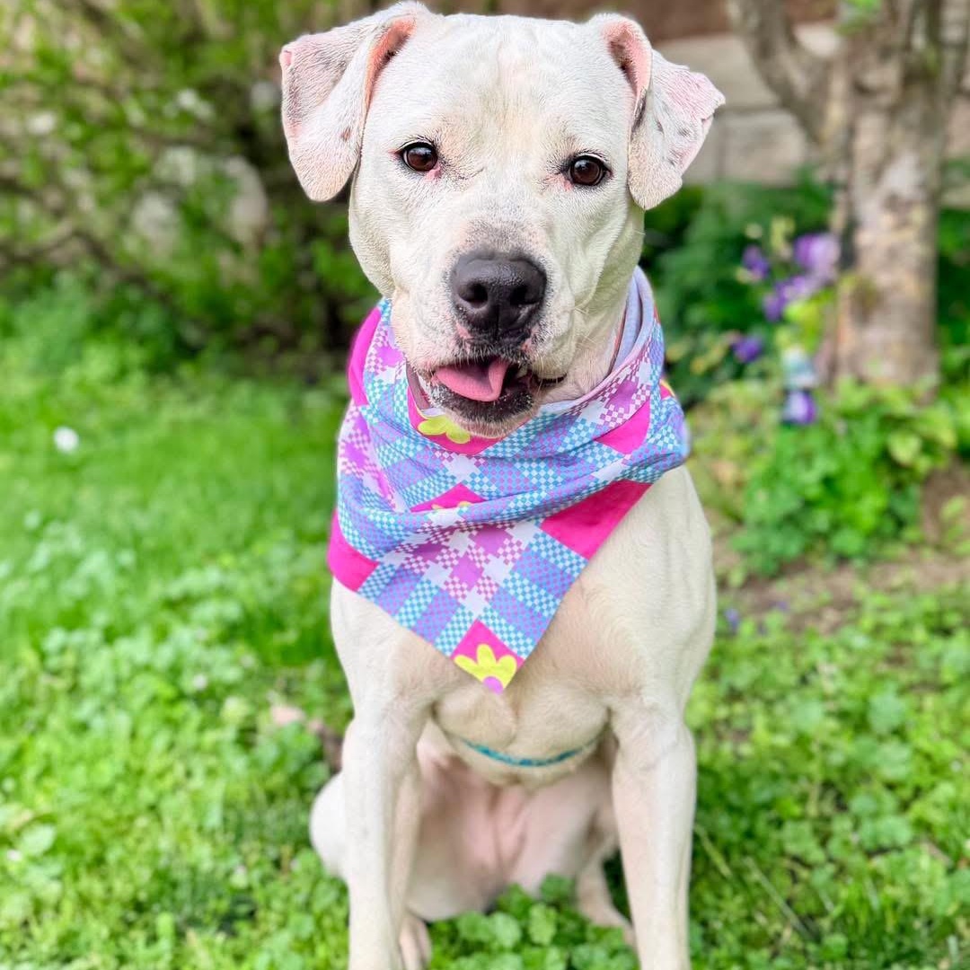 Enlarge Queen, an adoptable mixed breed in Buffalo, NY image 1/6