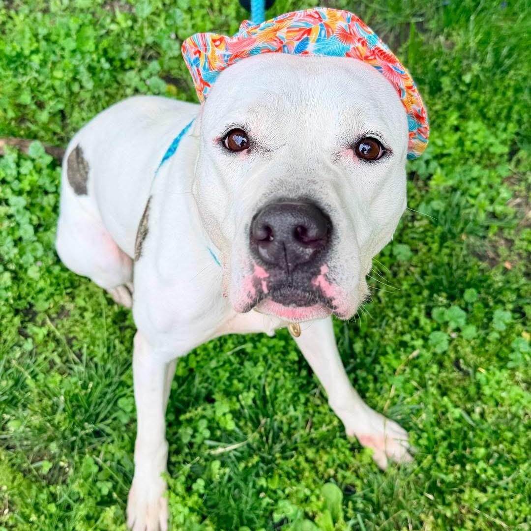 Enlarge Queen, an adoptable mixed breed in Buffalo, NY image 5/6