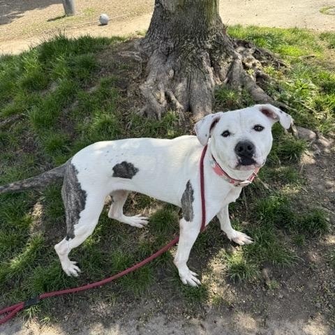 Queen, an adoptable mixed breed in Buffalo, NY image 3/3
