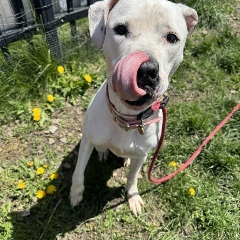 Queen, an adoptable mixed breed in Buffalo, NY image 2/3