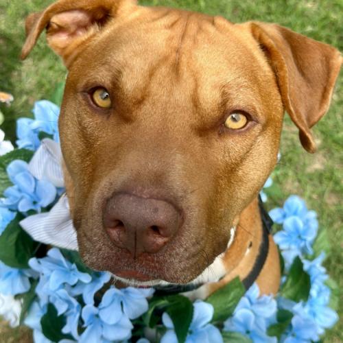 Enlarge Leroy, a Adoptable mixed breed in Austin, TX image 1/5