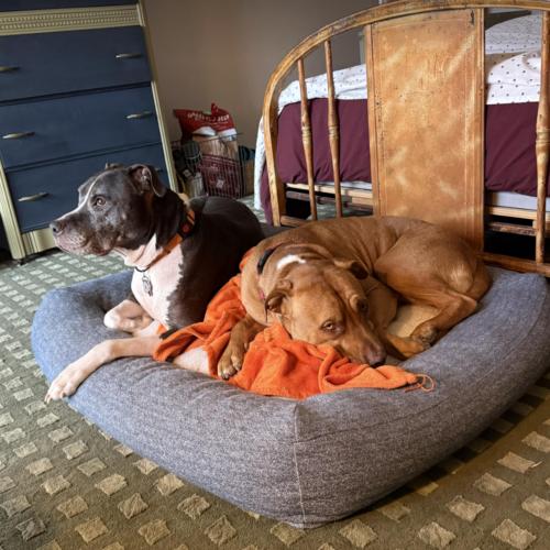 Enlarge Leroy, a Adoptable mixed breed in Austin, TX image 2/5