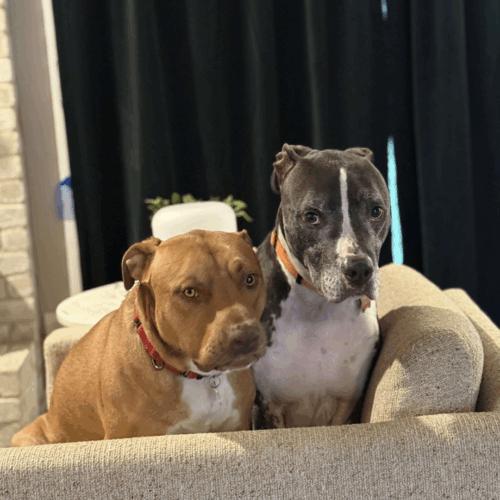 Enlarge Leroy, a Adoptable mixed breed in Austin, TX image 1/5