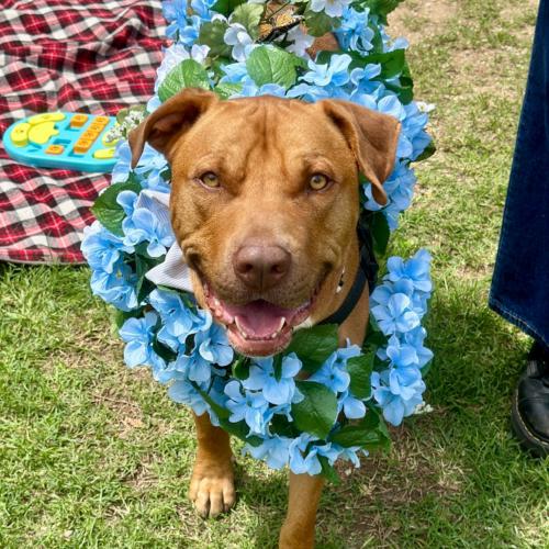 Enlarge Leroy, a Adoptable mixed breed in Austin, TX image 3/5